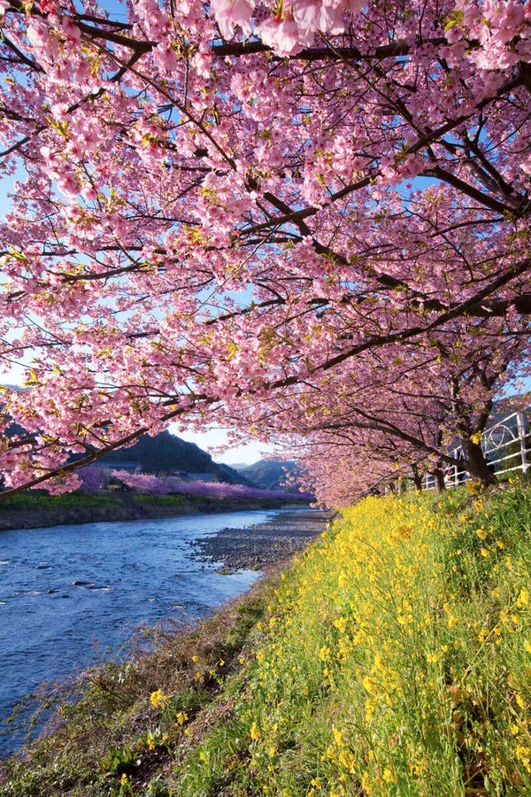 【新大阪駅・京都駅・米原駅・名古屋駅発】 「河津桜まつり」&「熱海梅園梅まつり」の競演と富士山を望む駿河湾横断クルーズ・横浜・鎌倉3日間1